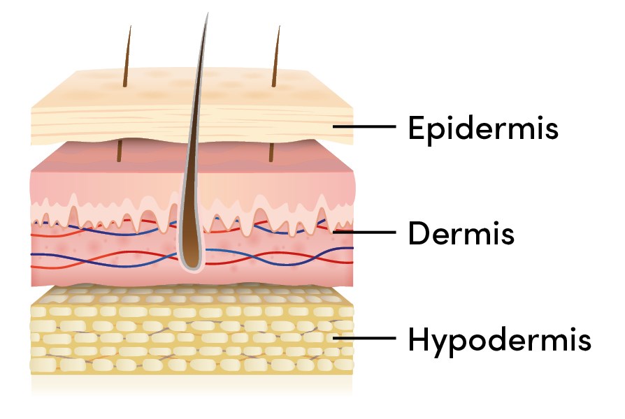 layers of the skin for the mesotheraphy
