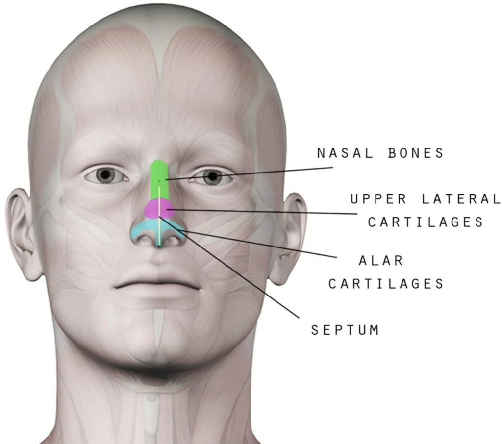 estructura nasal