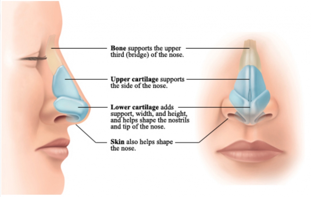 nasal structure 