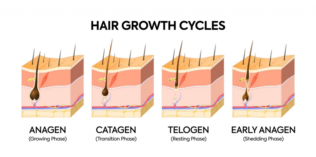 hair growth cycle